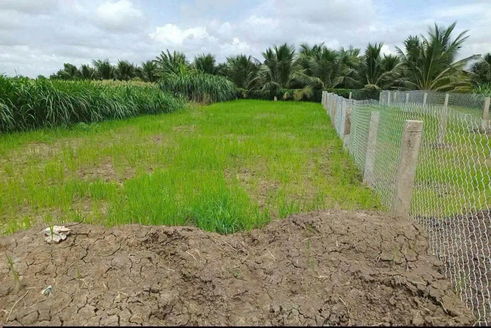 Bán 2 lô đất mặt tiền kênh N7, Tiền Giang, 158m² - Ảnh 1