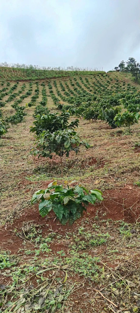 Bán đất rẫy cà phê 3 hectare ở Đắk Ha, Lâm Đồng, 3,7 tỷ - Ảnh thu nhỏ 3