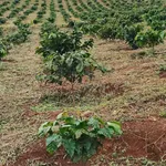 Bán đất rẫy cà phê 3 hectare ở Đắk Ha, Lâm Đồng, 3,7 tỷ - Ảnh thu nhỏ 3