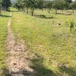 Bán vườn xoài 4 hecta Bắc Bình, Bình Thuận - Ảnh thu nhỏ 4