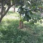 Bán vườn bưởi 7000m² Hàm Trí Bình Thuận giá 500 triệu - Ảnh thu nhỏ 1