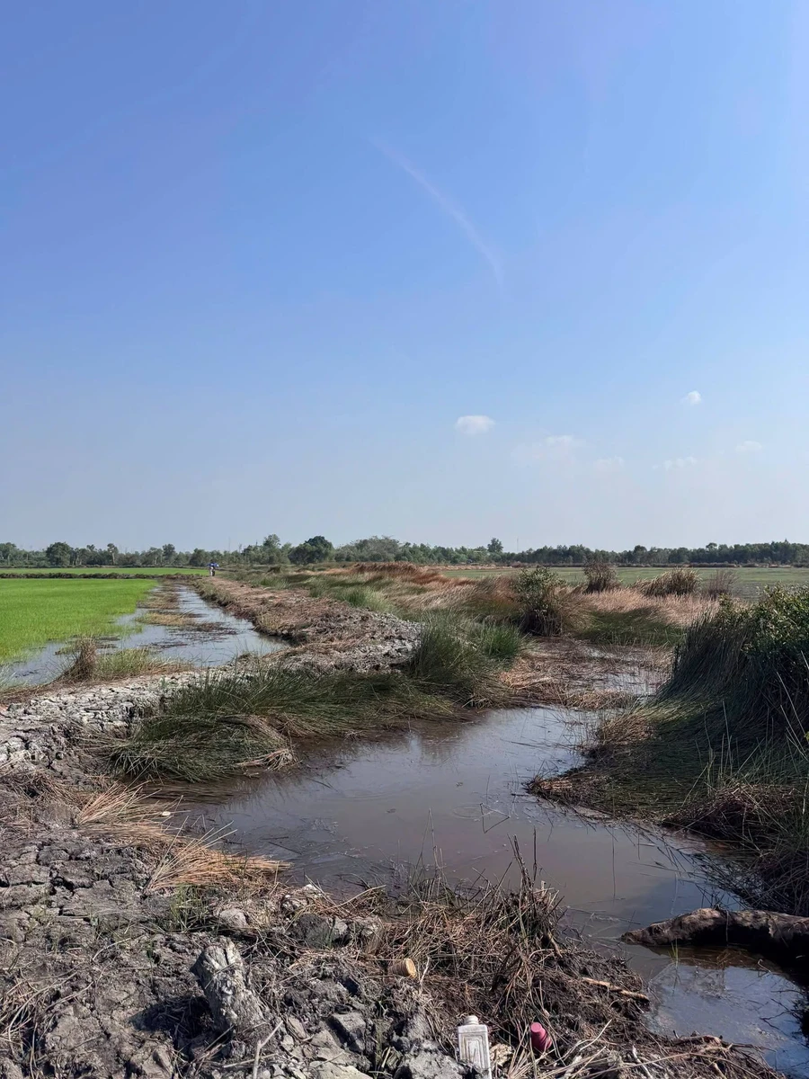 Bán đất vườn 15.000 m² xã Mỹ Thạnh, Long An - Ảnh 1