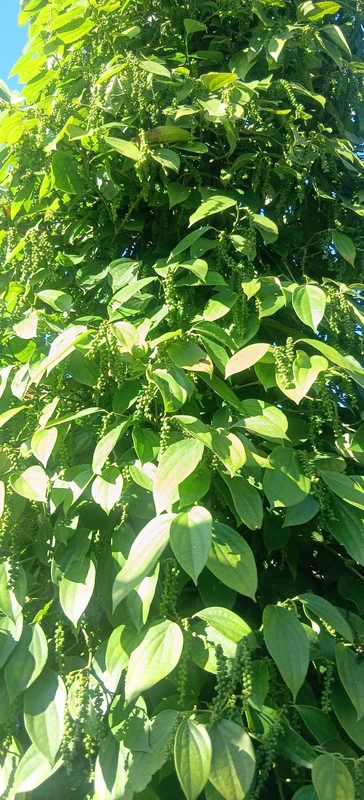 Bán đất 1 hecta Đắk Nông 1 tỷ 5