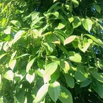 Bán đất 1 hecta Đắk Nông 1 tỷ 5 - Ảnh thu nhỏ 1