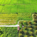 980tr, 1000m2 có thổ cư gần hết đất, gần dự án KCN Hiệp Thạnh, đường bê tông - Ảnh thu nhỏ 17