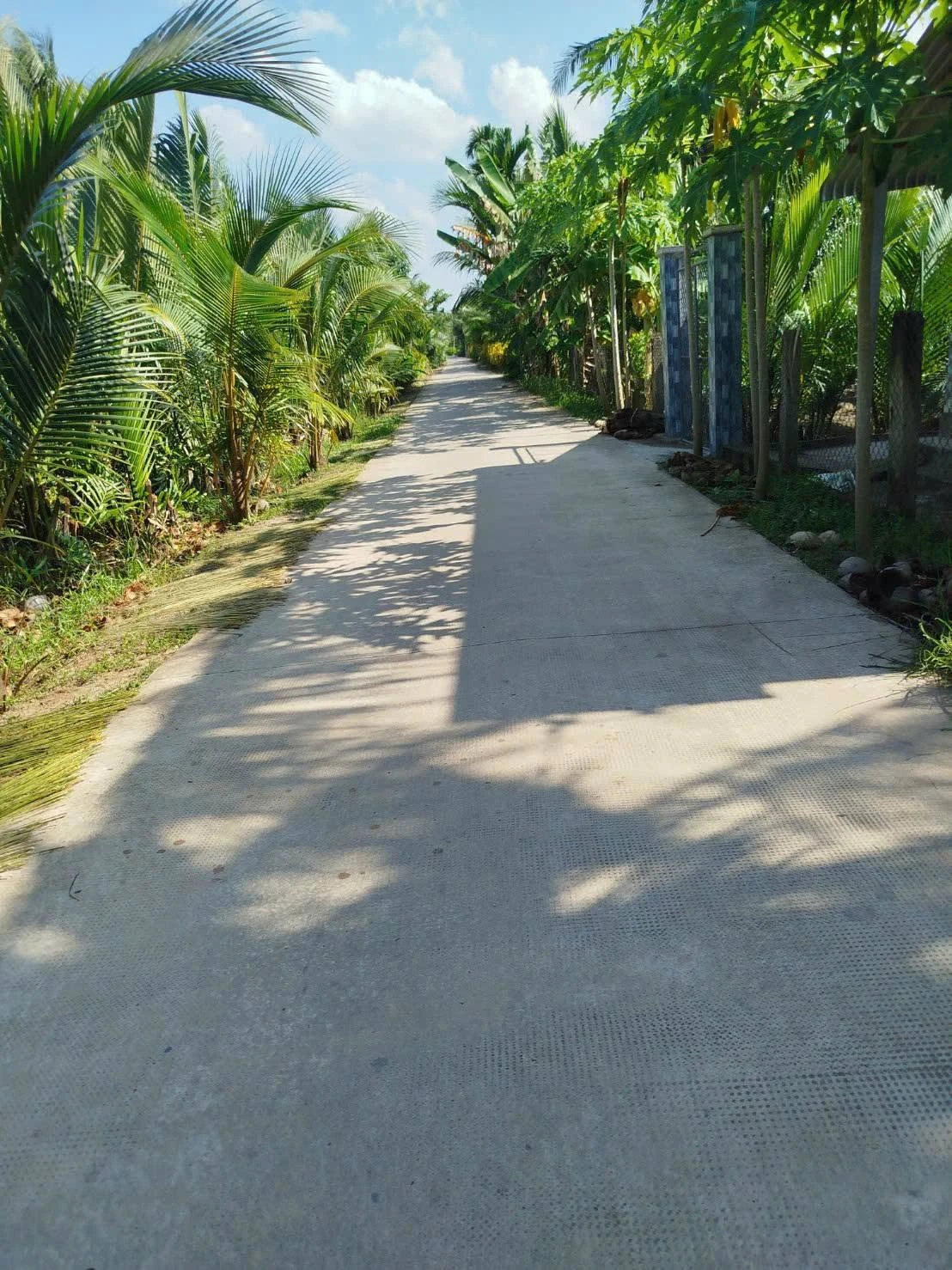 Bán đất vườn dừa Giồng Trôm Bến Tre 2377 m² - Ảnh 1