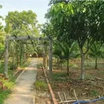 Nhà vườn rộng 1.411m2 với vườn cây ăn trái tại An Điền - Ảnh thu nhỏ 5