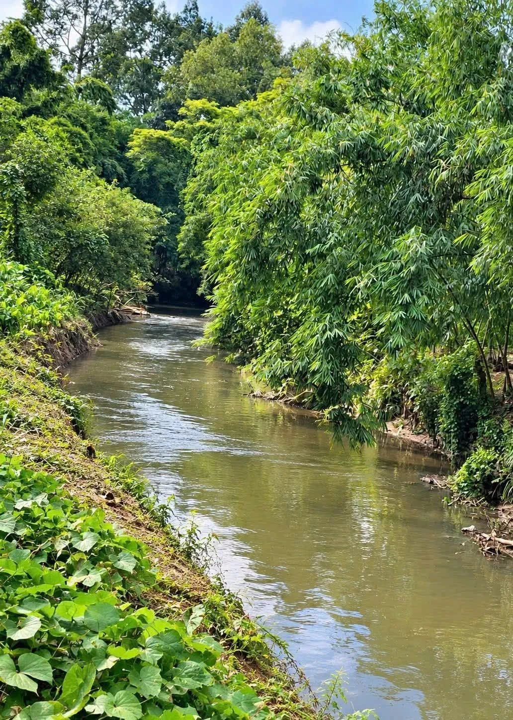 Bán đất 1.686m² Sông Thao Bàu Hàm Đồng Nai giá 3 tỷ - Ảnh 1