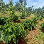 Bán đất 1.2ha mặt đường Đức An, Bình Dương - Ảnh thu nhỏ 3