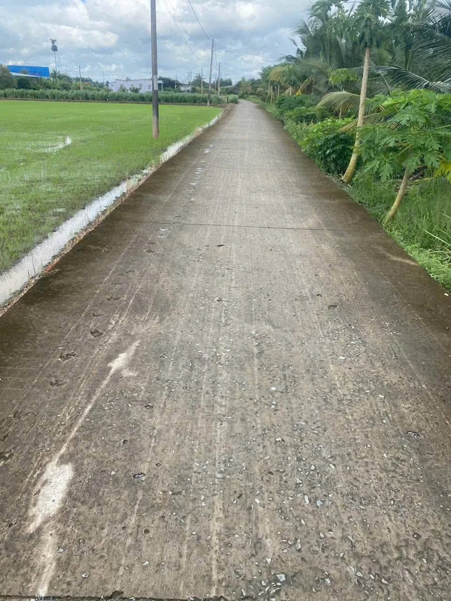 Bán đất lúa trồng dừa 1123m² mặt tiền Trần Văn Rĩ, Bình Trinh Đông, Tân Trụ, Long An - 820 triệu - Ảnh 1