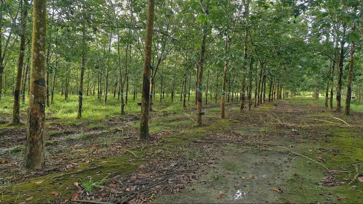 Bán 1,2ha đất cao su điều Đồng Nai 900 triệu - Ảnh thu nhỏ 2