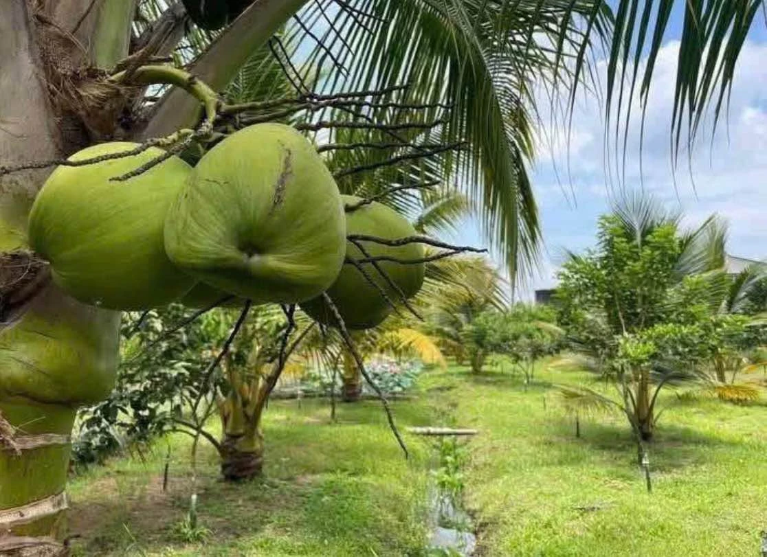 Bán đất 500m² đường Lê A Đồng Nai 8xx triệu - Ảnh thu nhỏ 4