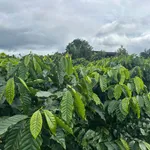 Bán đất 1 hecta 2 Lâm Động, Hóc Môn, giá 1 tỷ 6 - Ảnh thu nhỏ 1
