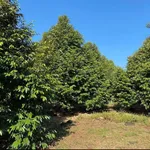 Bán đất vườn sầu riêng 1,9 ha tại Phú Vinh, Đồng Nai - Ảnh thu nhỏ 3