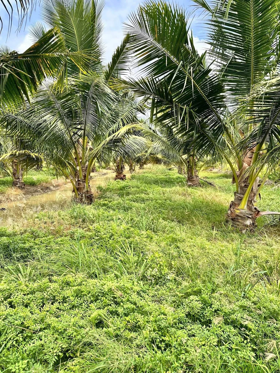 Bán vườn dừa tơ 7.500m² Sóc Trăng 299tr/1000m² - Ảnh thu nhỏ 5