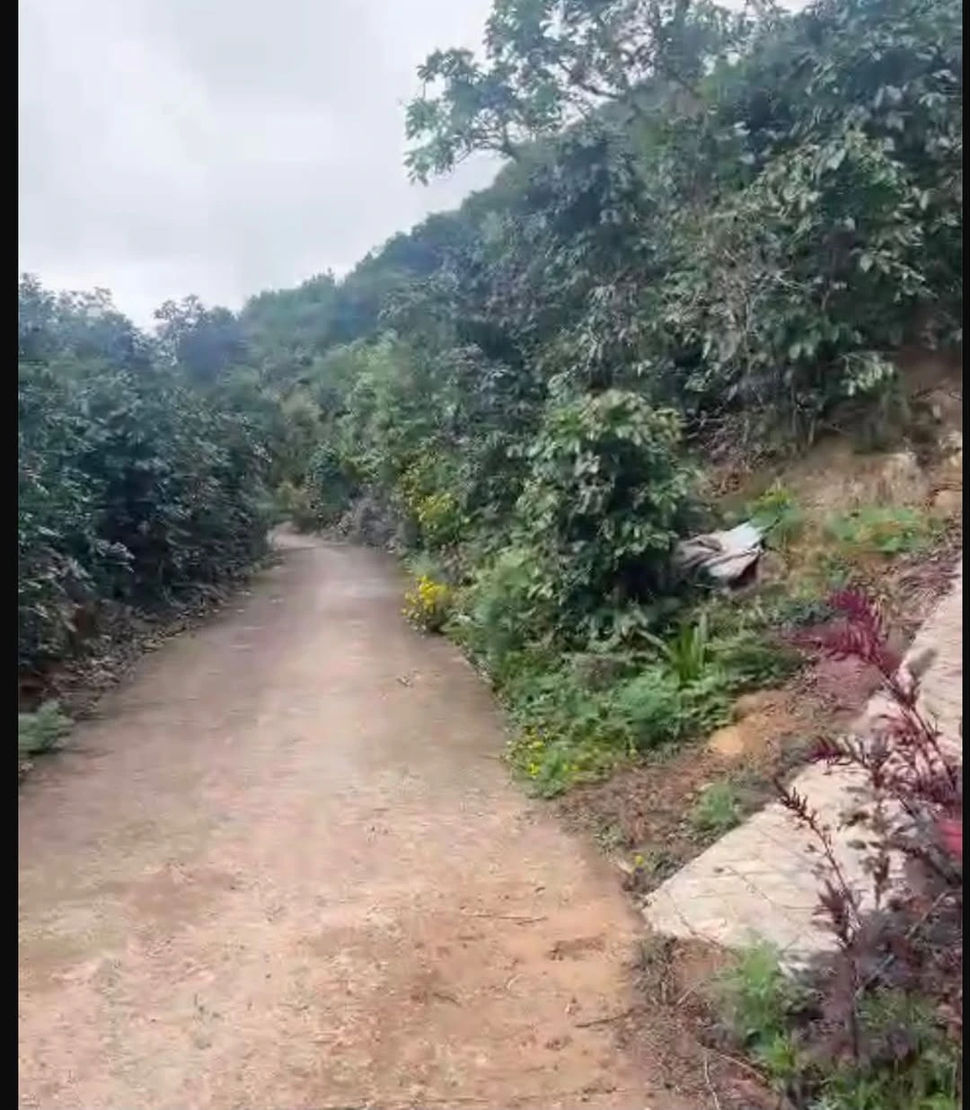 Bán 4 hecta đất Cầu Đất Đà Lạt - 1 tỷ/1000m² - Ảnh 1