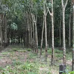 Bán đất ruộng cao su Đồng Nơ 1 hecta giá 3 tỷ - Ảnh thu nhỏ 3