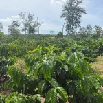 Chính chủ bán 1s5 tại P. Buôn Hồ. Đất trồng cf hiện xen kẽ cf già và cf mới. Đất chưa điện nước - Ảnh thu nhỏ 4