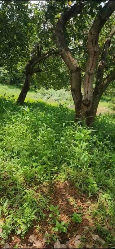 Bán gấp 1.1 ha đất mặt tiền Đồng Phú, Bình Phước
