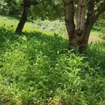 Bán gấp 1.1 ha đất mặt tiền Đồng Phú, Bình Phước - Ảnh thu nhỏ 1