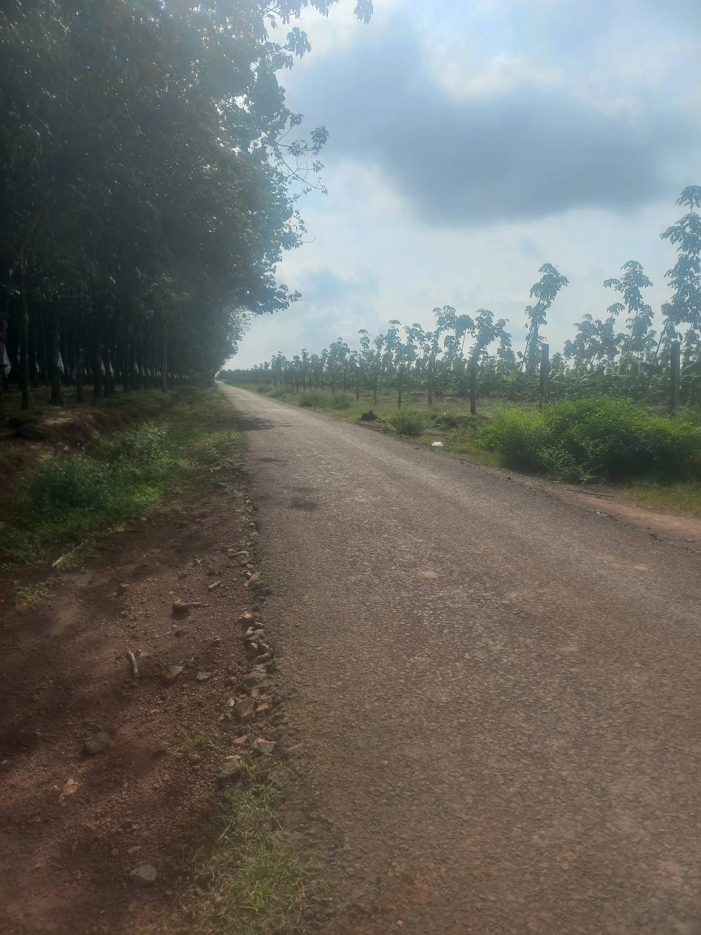 Bán đất vườn 7ha Long Hà Phú Riêng Đồng Nai 1 tỷ 250 - Ảnh 1