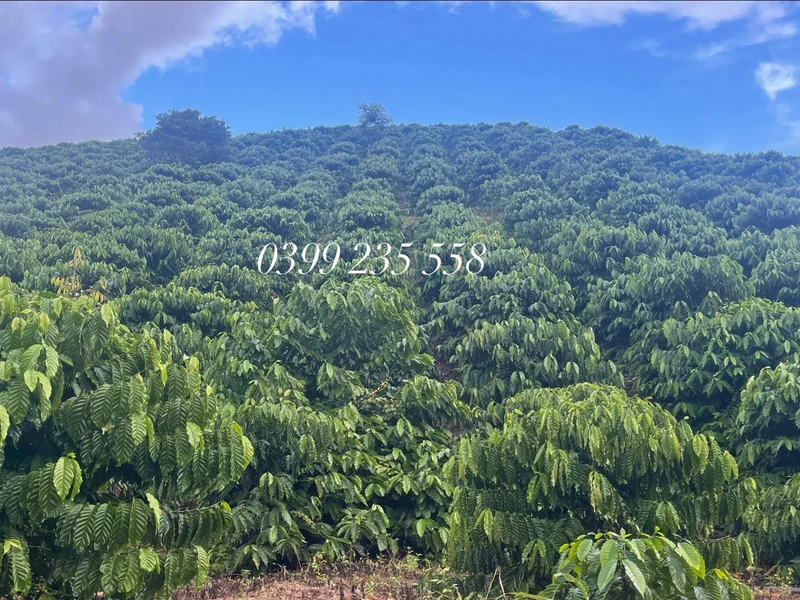 Bán 2,9 ha đất cà phê kinh doanh Đắk Lắk, 4,8 tỷ