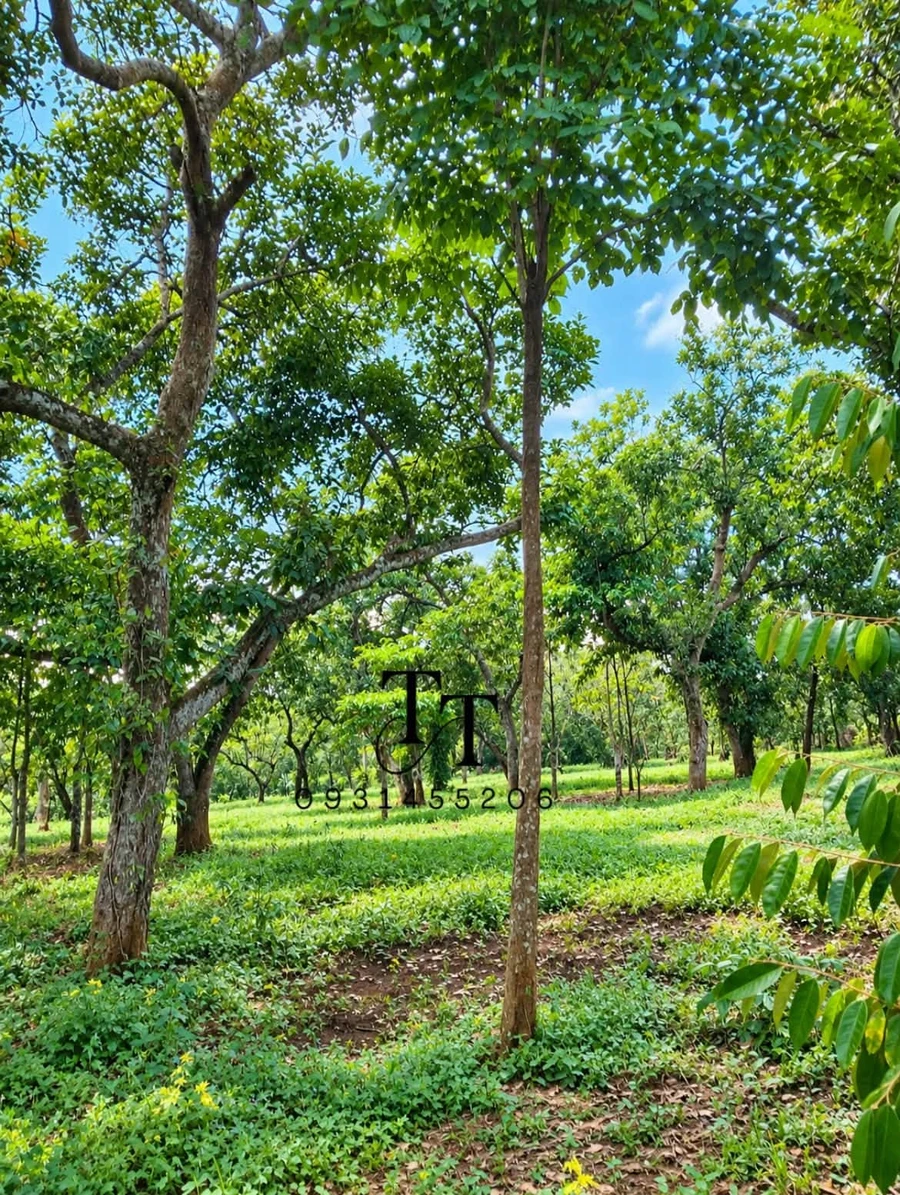 Bán đất 1000m2 sổ riêng mặt tiền Tân Hưng - Ảnh thu nhỏ 3