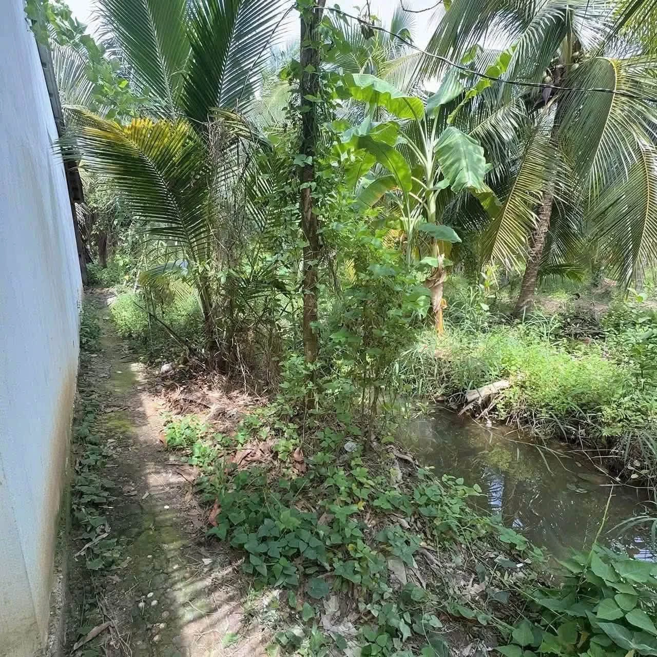 Bán đất 427m² tặng nhà 2PN Phú Hưng, Bến Tre - Ảnh 1