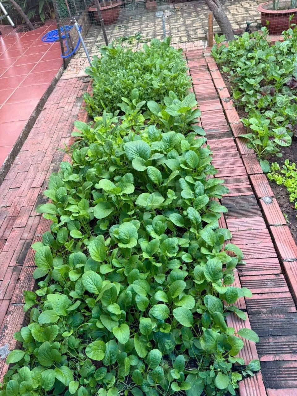 Bán nhà cấp 4 78m2 Vũng Tàu 5.5 tỷ - Ảnh 1