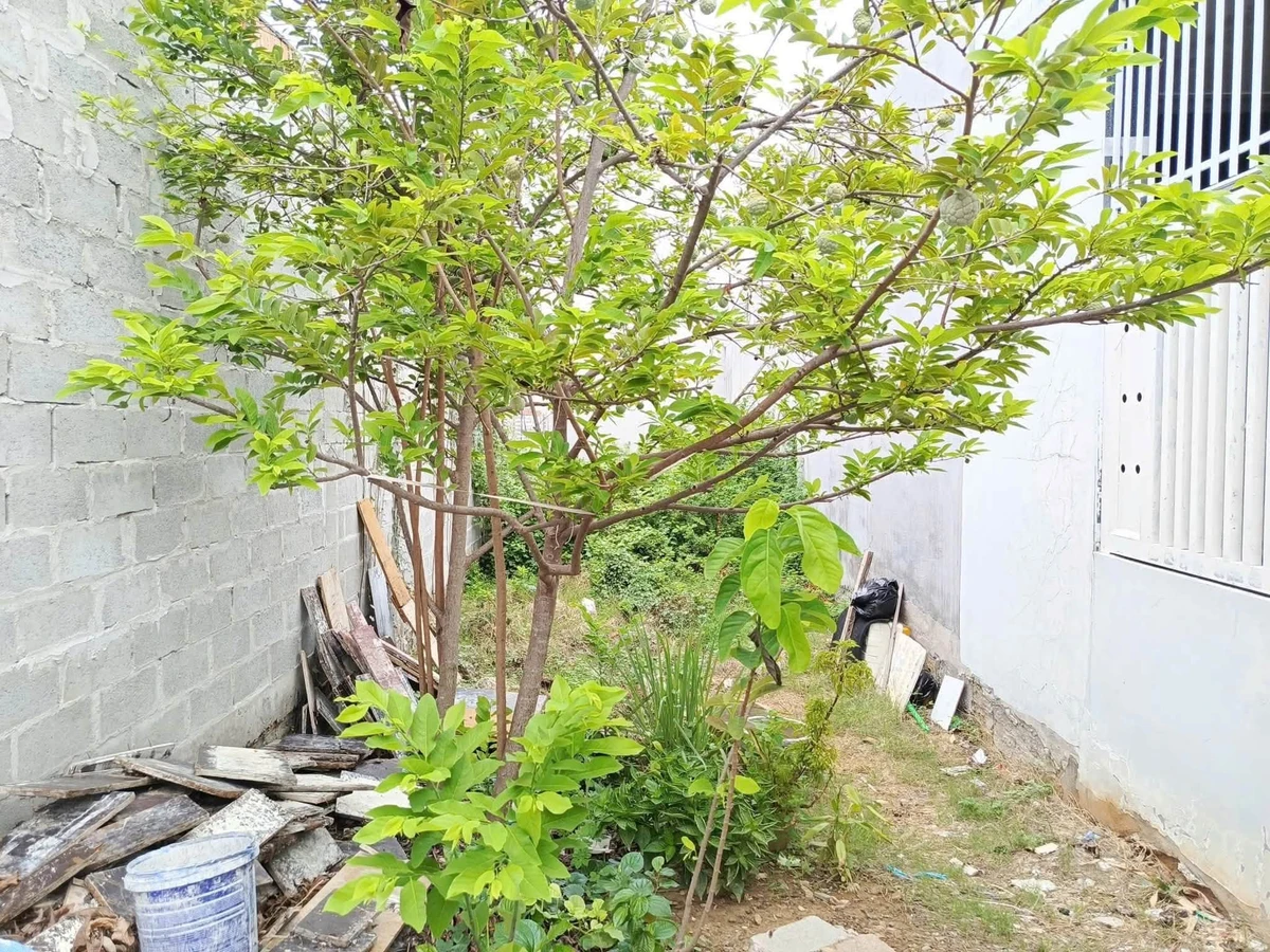 Bán lô đất thổ cư mặt tiền Vũ Trọng Phụng, 100m², 1 tỷ 890 triệu - Ảnh thu nhỏ 4