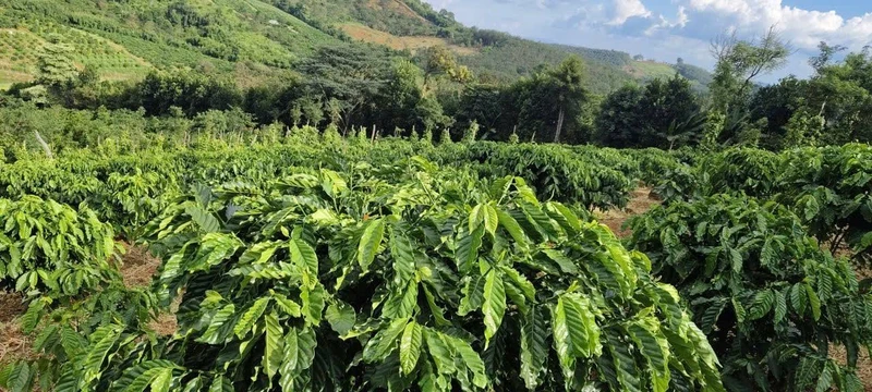 Bán đất Tuy Đức Lâm Đồng 1,3 hecta, giá 1,6 tỷ