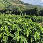Bán đất Tuy Đức Lâm Đồng 1,3 hecta, giá 1,6 tỷ - Ảnh thu nhỏ 1