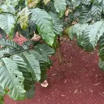Bán 9 sào đất vườn cà phê Lộc Bắc Bảo Lâm 2.5 tỷ - Ảnh thu nhỏ 1