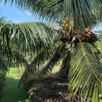 Bán đất vườn dừa 4.5 công mặt tiền 173 Tam Phước, Bình Dương - Ảnh thu nhỏ 5