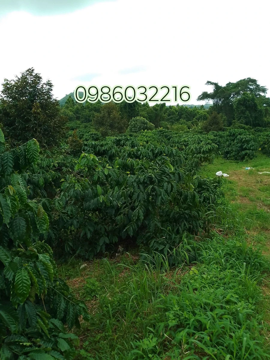Bán đất rẫy cà phê 4.3 ha Gia Nghĩa, Đắk Nông - Ảnh thu nhỏ 3