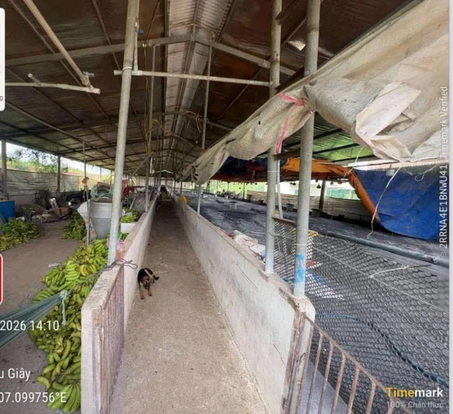 Bán trại chăn nuôi 74m mặt tiền Dầu Giây 6.5 tỷ
