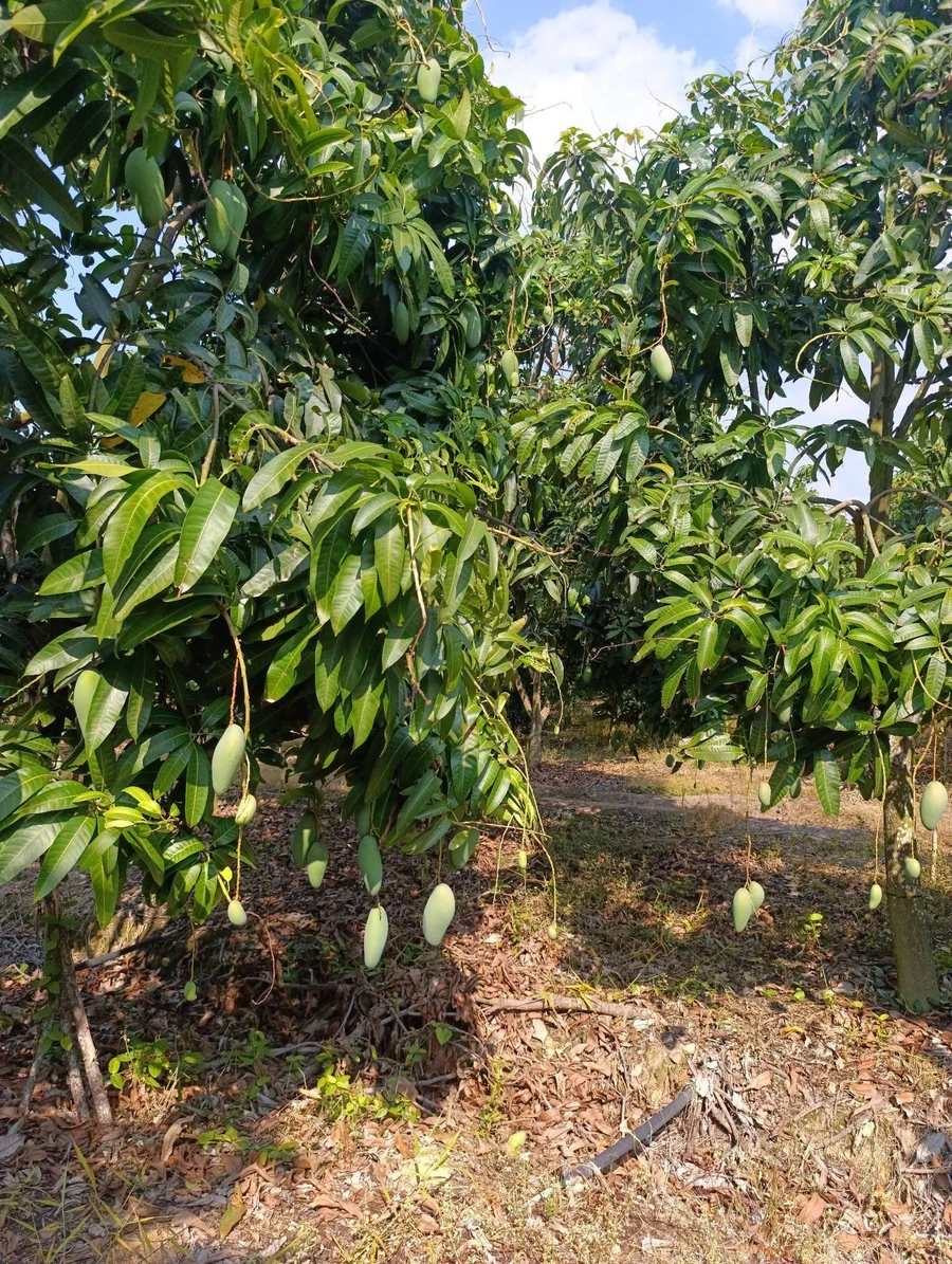 Bán đất vườn xoài 15779m2 tại Hồ Trị An, Đồng Nai - Ảnh 1