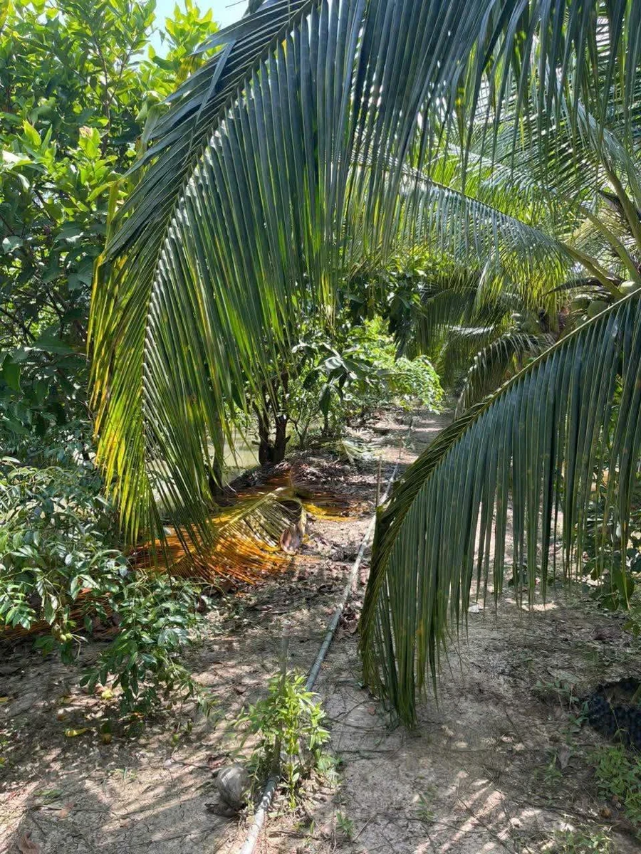 Bán khu sinh thái Vĩnh Thông 6.278m2 mặt tiền sông, có ao cá, vườn cây ăn trái - Ảnh thu nhỏ 4