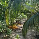 Bán khu sinh thái Vĩnh Thông 6.278m2 mặt tiền sông, có ao cá, vườn cây ăn trái - Ảnh thu nhỏ 4