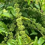 Bán 6 sào đất tại thôn Eaduat, Buôn Đôn, Đắk Lắk - Ảnh thu nhỏ 1