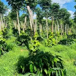 Bán đất 1,3 ha giá 2,75 tỷ tại Đồn 8, xã Thuận Hạnh, Đắk Nông - Ảnh thu nhỏ 2