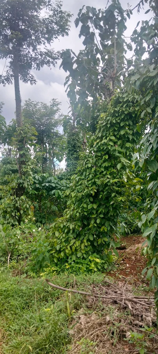Bán lô đất 1.8 hecta tại Xã Trường Xuân, Hóc Môn - Ảnh 1