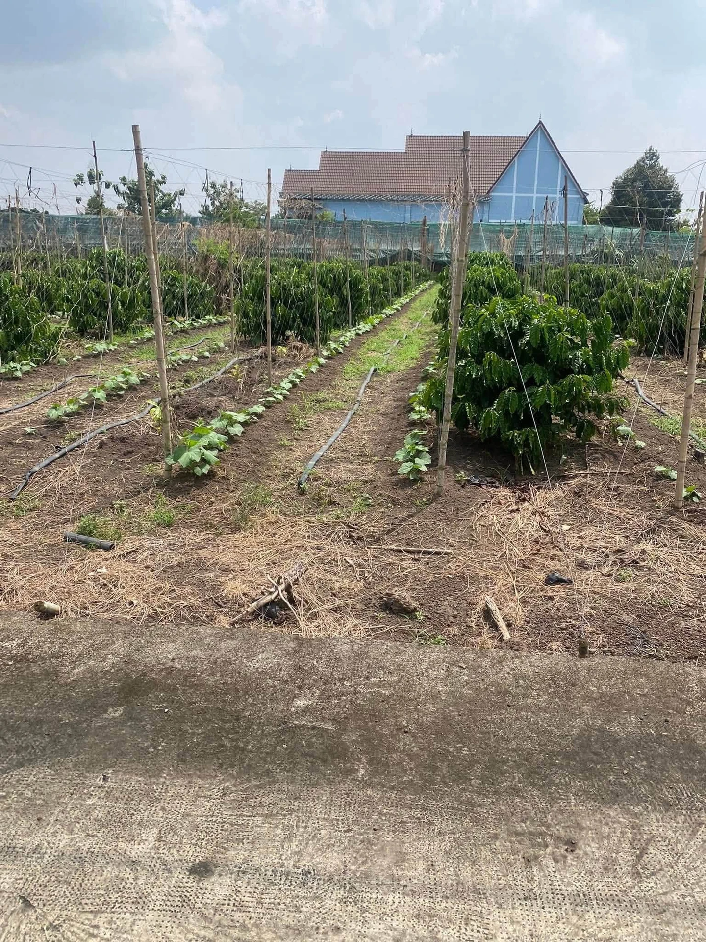 Bán đất nền Lộc Phú 972m², 230 triệu, Bình Chánh - Ảnh 1