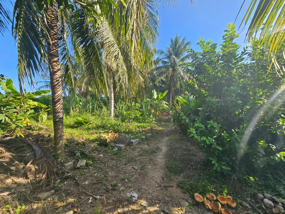 Bán nhà vườn An Hải Phước Dinh Khánh Hòa 4.371m² giá 5 tỷ - Ảnh thu nhỏ 4