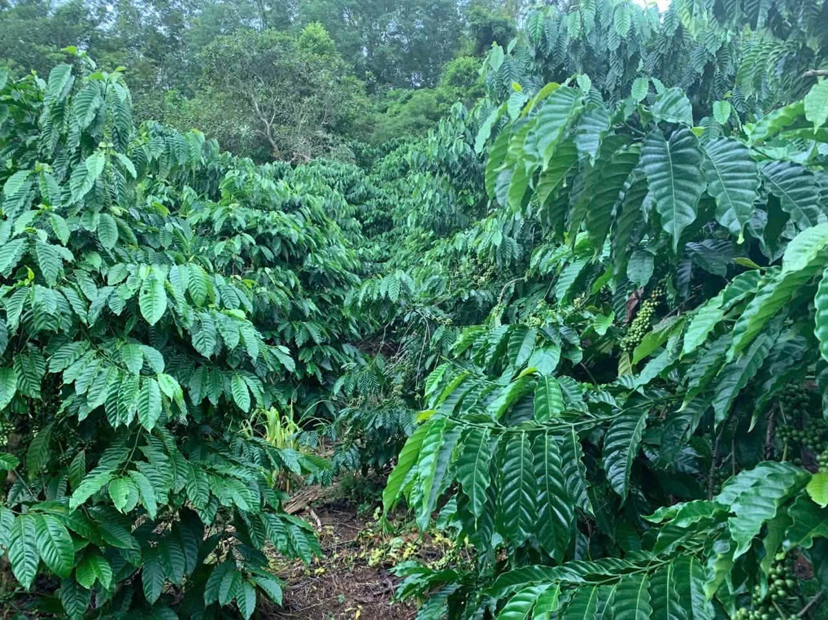 Bán 5,7ha đất nông nghiệp Đắk Mil Lâm Đồng 82tr/sào - Ảnh 1