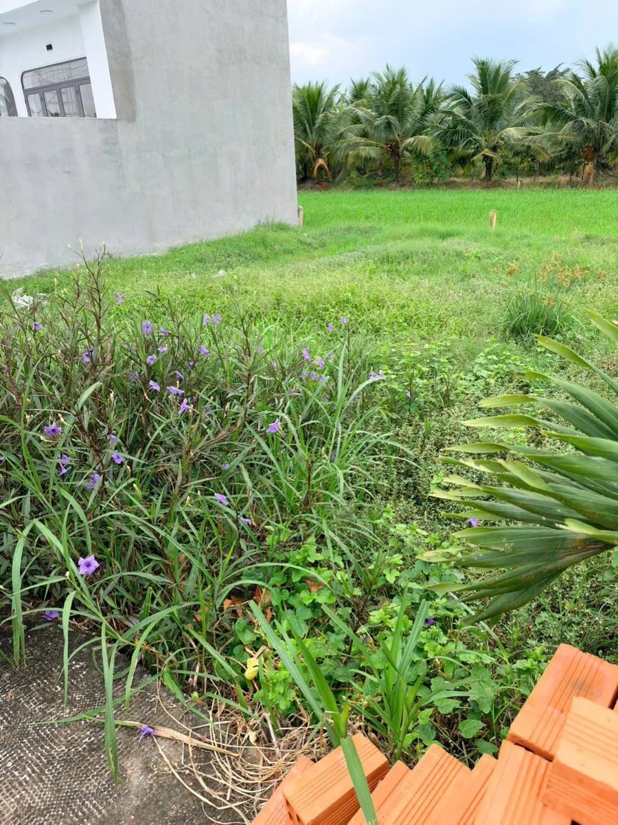 Đất bán 55m² giá 199 triệu Tân Trụ, Bình Dương - Ảnh thu nhỏ 2
