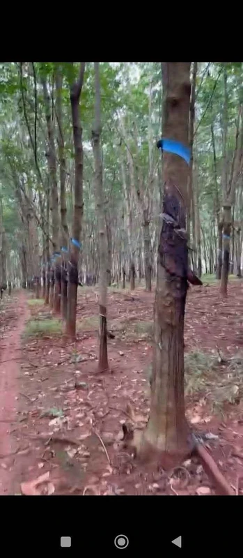 Bán 1,4ha đất đỏ có nguồn nước, vườn cao su tại Tân Hưng, Đồng Phú, Đồng Nai