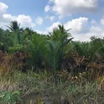 Bán đất vườn 3.290m² Vĩnh Long, 650 triệu/1000m² - Ảnh thu nhỏ 3