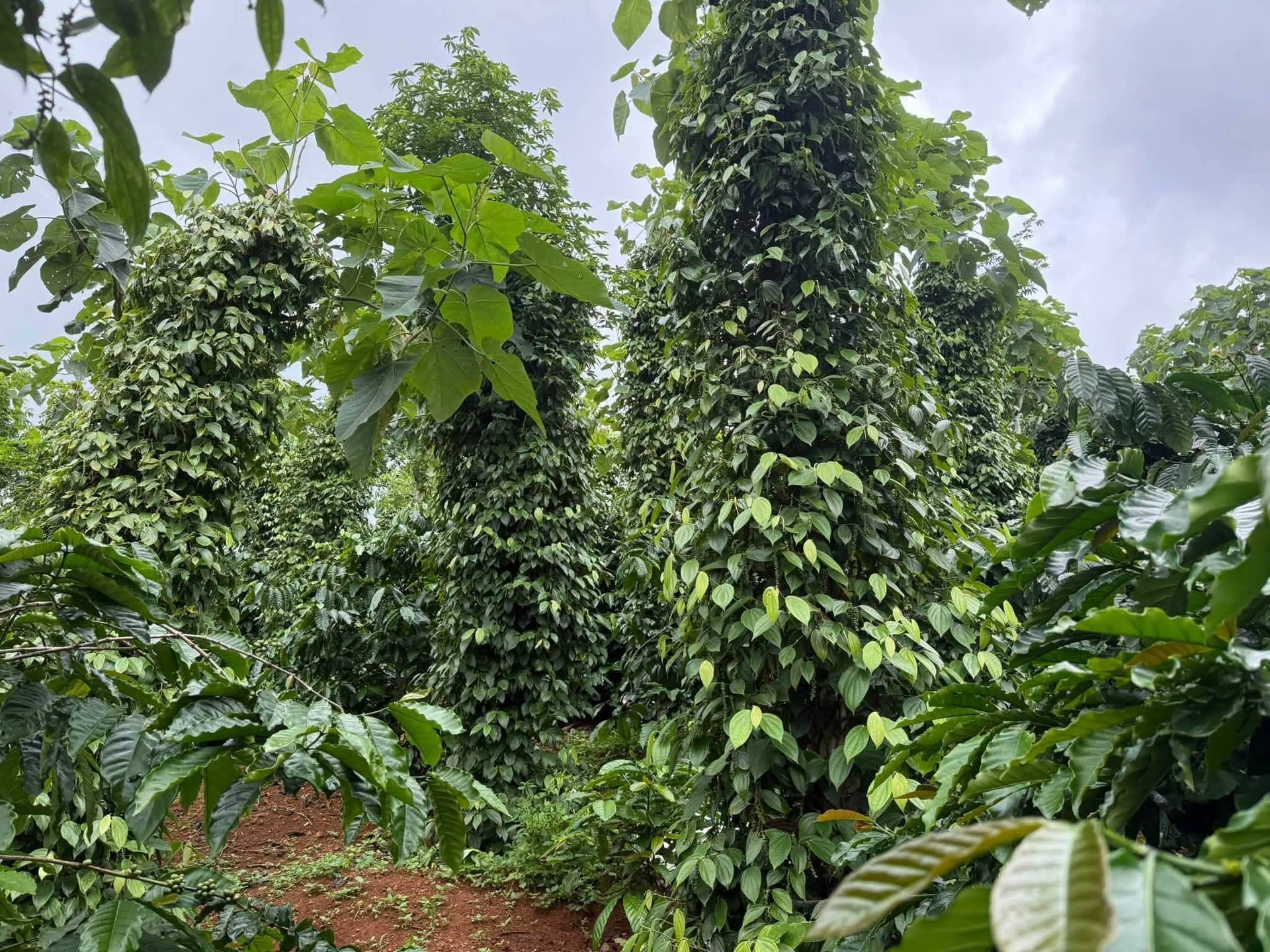 Bán đất 6000m² mặt tiền đường lớn, giá 8.5 tỷ - Ảnh 1