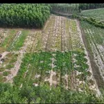 Cho thuê/bán đất vườn 8500m² tại Tây Ninh - Ảnh thu nhỏ 3